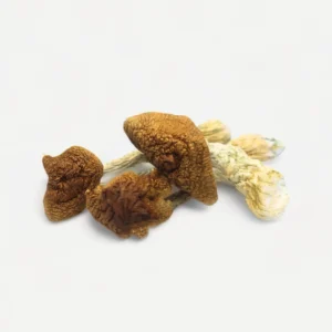 Dried Golden Teacher magic mushrooms arranged on a clean background for sale Canada