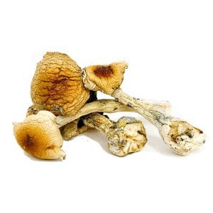 Buy Costa Rican Magic Mushrooms online Canada discreet shipping