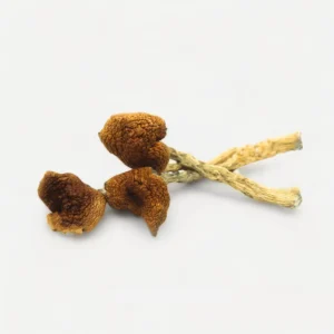 Penis Envy 6 Magic mushrooms