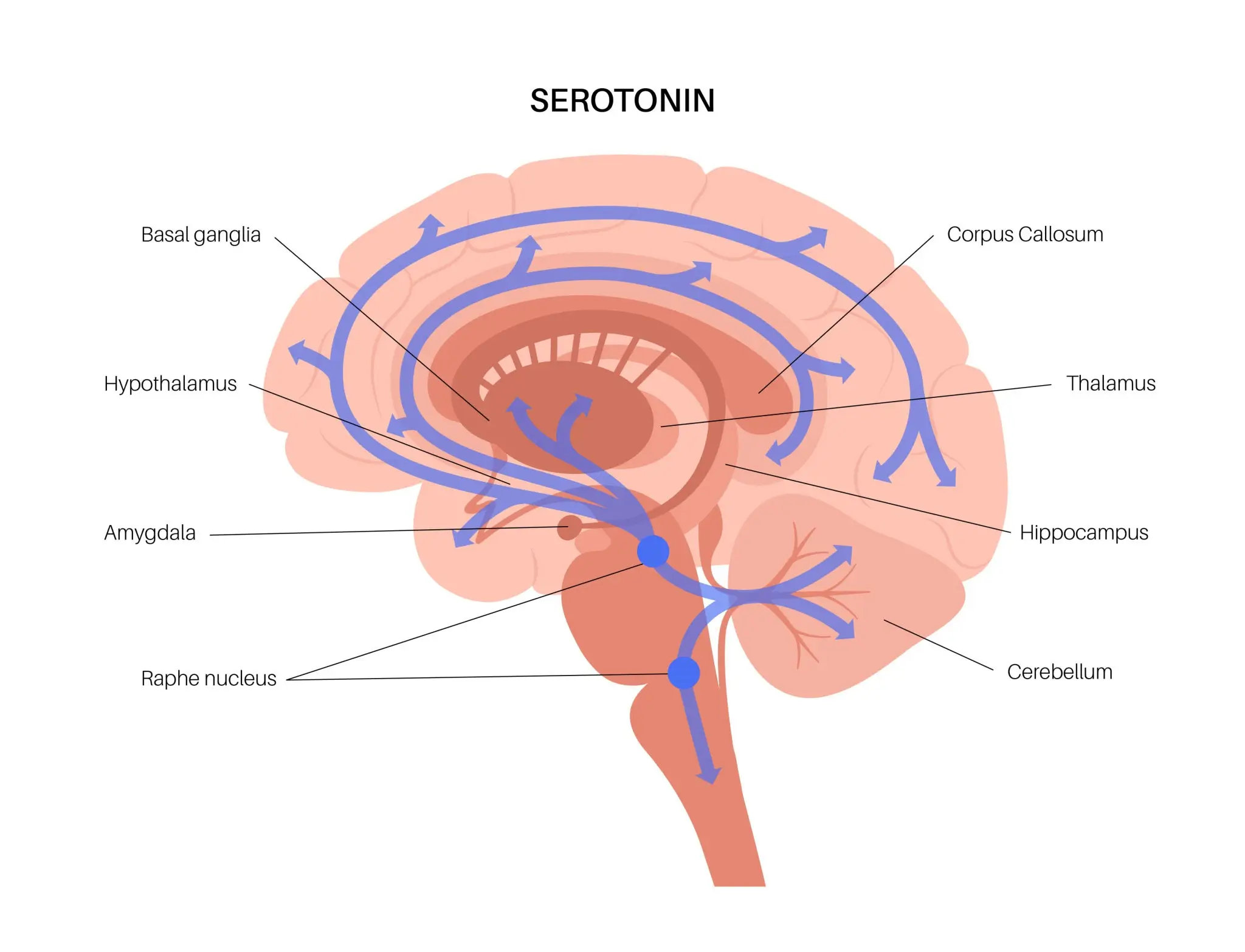 Diagram showing serotonin receptor pathways in the human brain for LSD microdosing