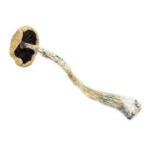 Buy Penis Envy 6 Magic Mushrooms Online in Canada – Potent Psilocybe Cubensis