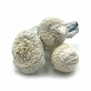 Albino Avery Magic Mushrooms