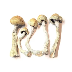 Alacabenzi Cubensis Magic Mushrooms