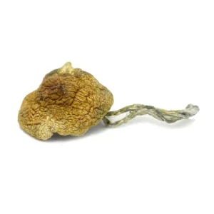 Alacabenzi Cubensis Magic Mushrooms