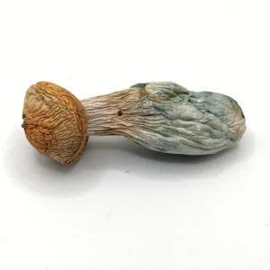 Hillbilly Magic Mushrooms