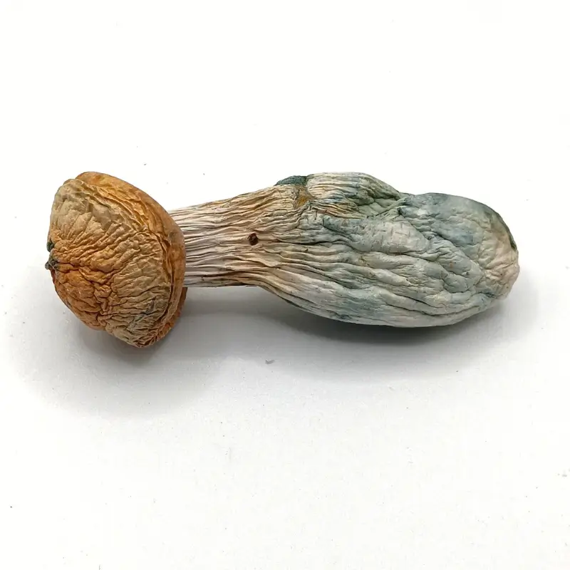 Hillbilly Magic Mushrooms